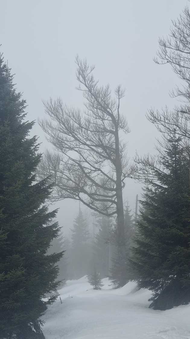 Strom na kraji lesa po vykacení.